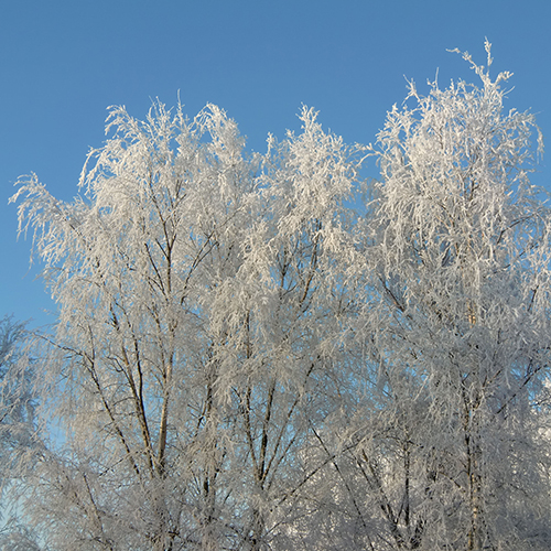 jahreszeitengruesse-winter