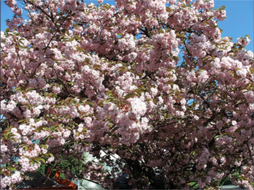 4 Jahreszeiten - Frühling Vivaldi